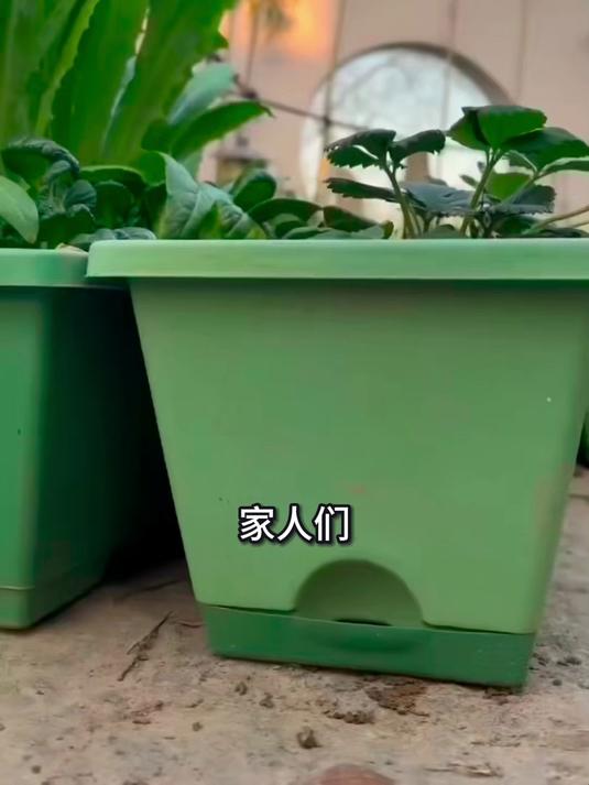 爱种花种菜看过来,长条塑料盆好用,自带排水超贴心!