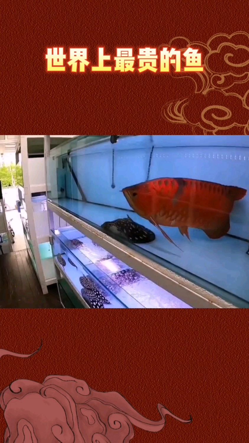 世界上超贵的鱼,传闻一条售价500万,你知道是什么鱼吗?