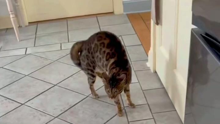 #当猫猫看到纸片猫会是什么反应
