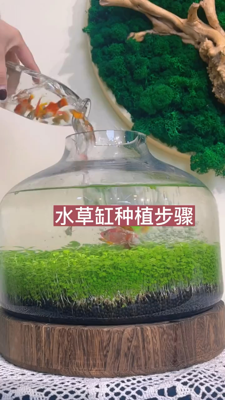 #水草造景 #水草造景鱼缸 #水草缸造景