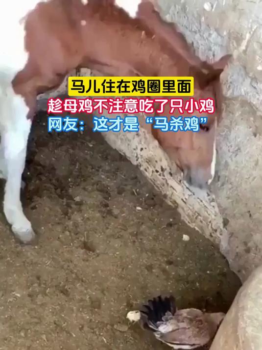 马儿住在鸡圈里面，趁母鸡不注意吃了只小鸡，网友：这才是“马杀鸡”