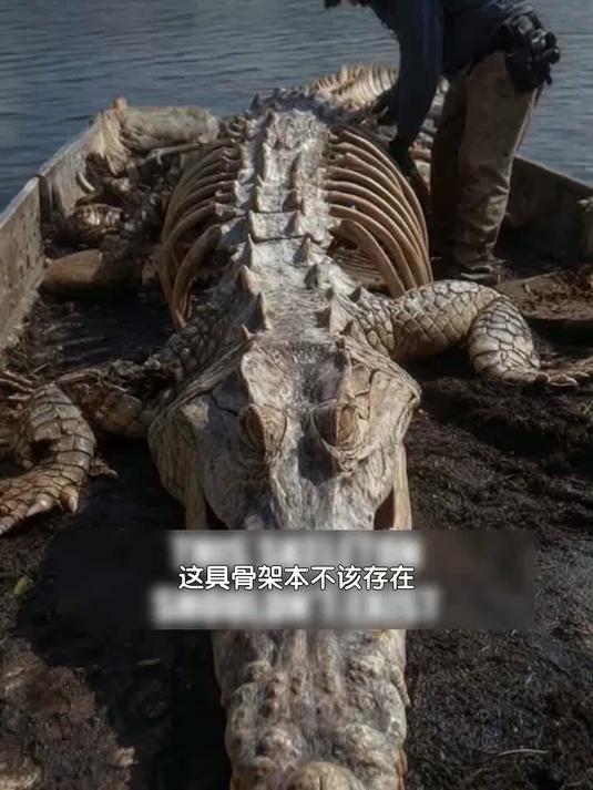 佛罗里达湖下发现巨大的古代鳄鱼骨架