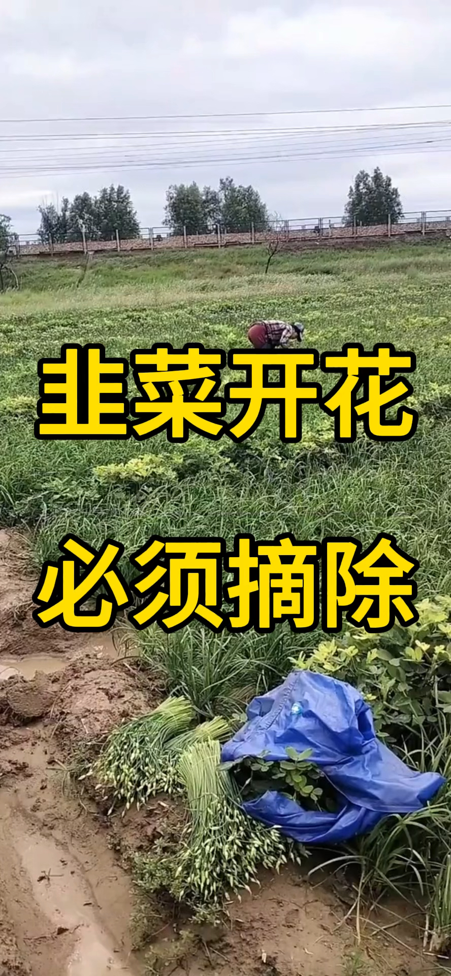 韭菜开花必须摘除!