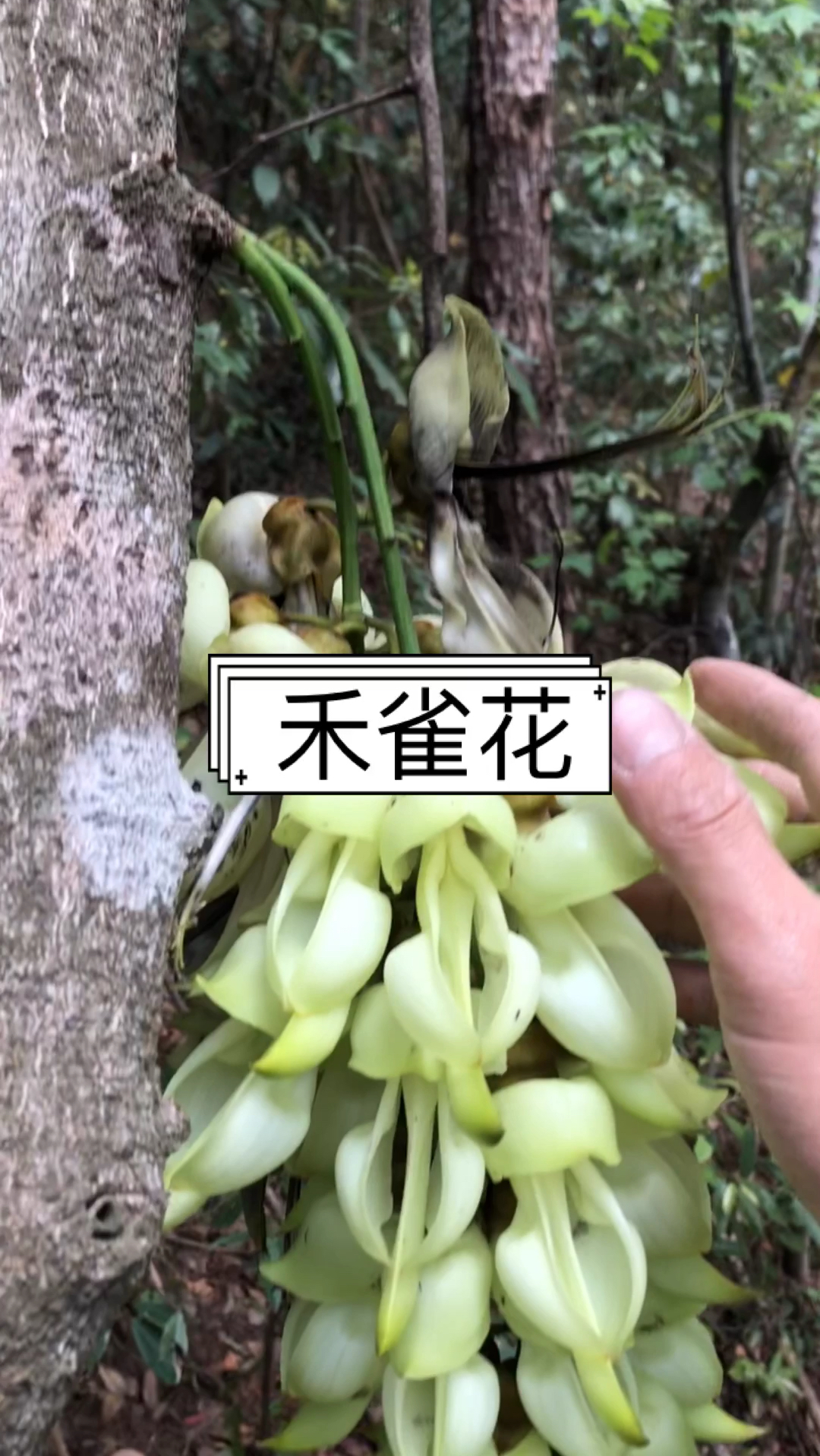 开着特别的花的油麻藤,有人拿它当做鸡血藤