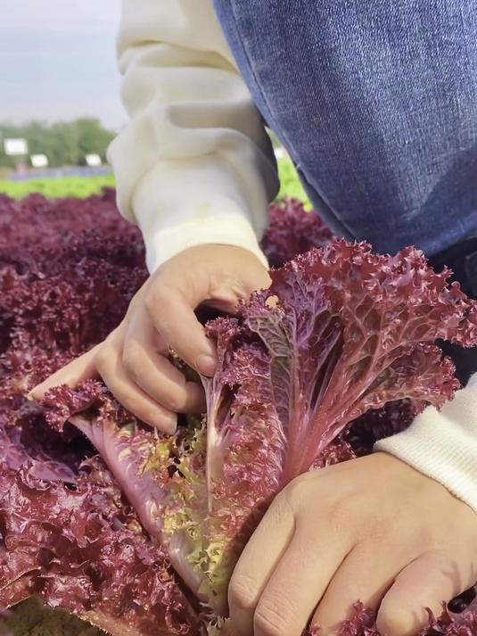 紫叶生菜种子魅力大,发芽快,口感脆甜,阳台小院都能种