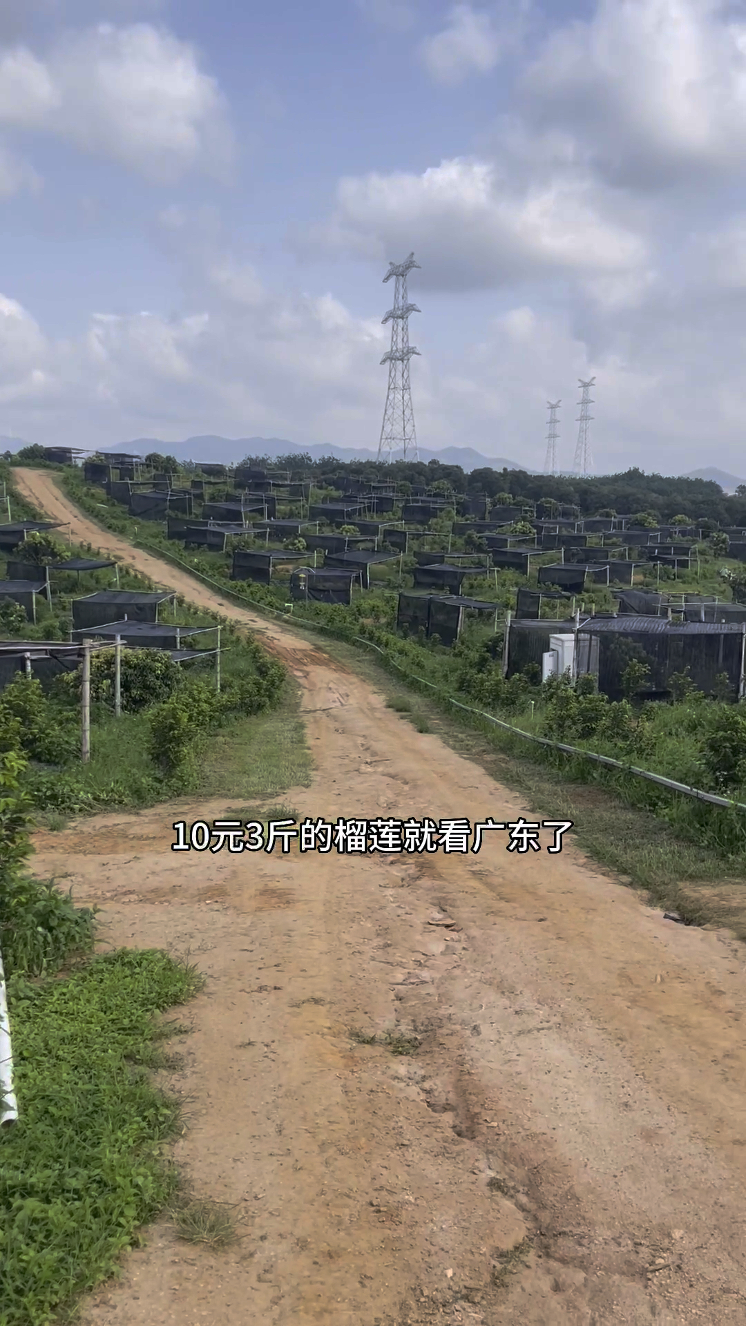 广东榴莲已种植成功,实现榴莲自由时代来临,十元三斤的榴莲就看广东了,你们期待吗
