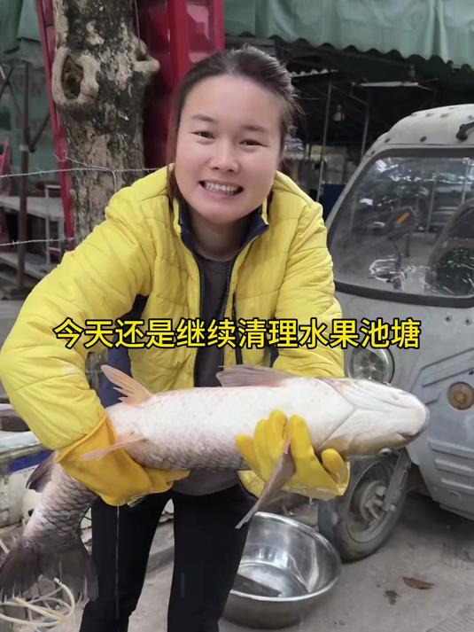 今天又是清理水果池塘的一天，100多斤鱼摆摊两个小时卖完了，下午抓虾米半夜摸河蚌，真是开开