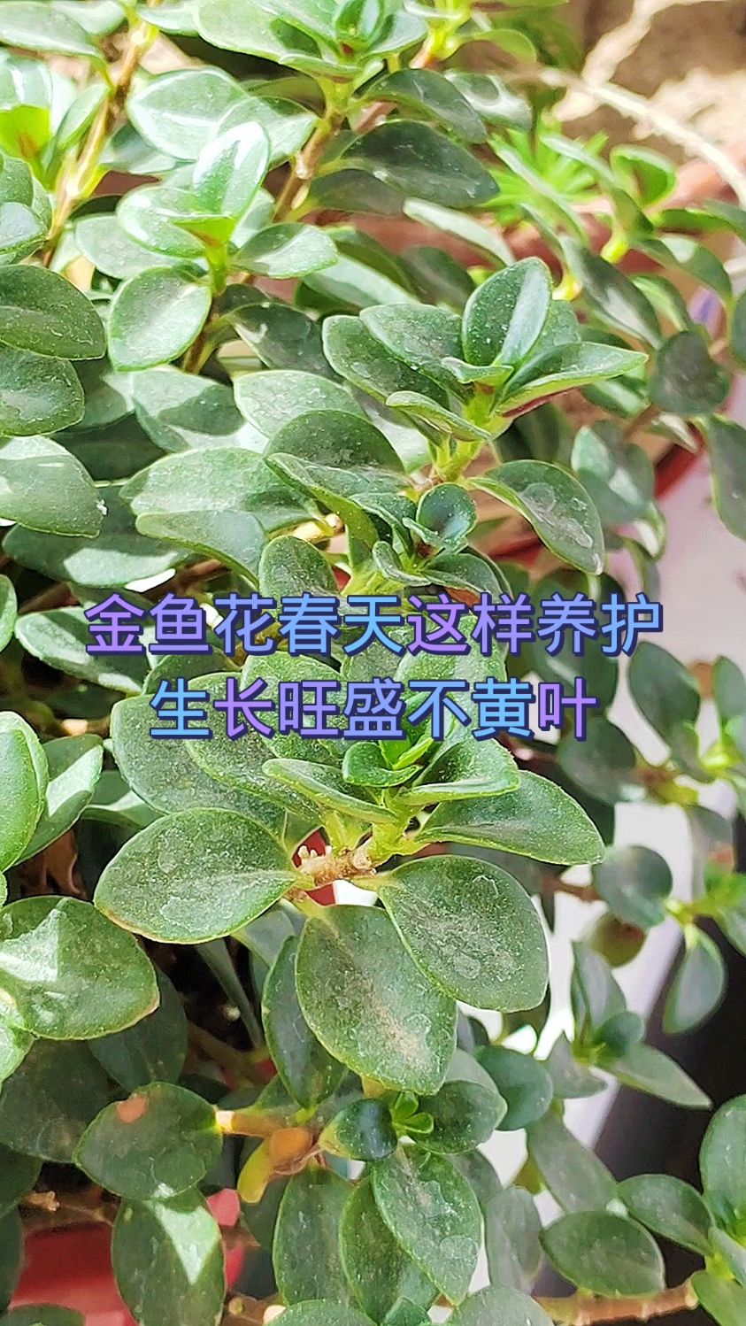金鱼花春天这样养护生长旺盛不黄叶