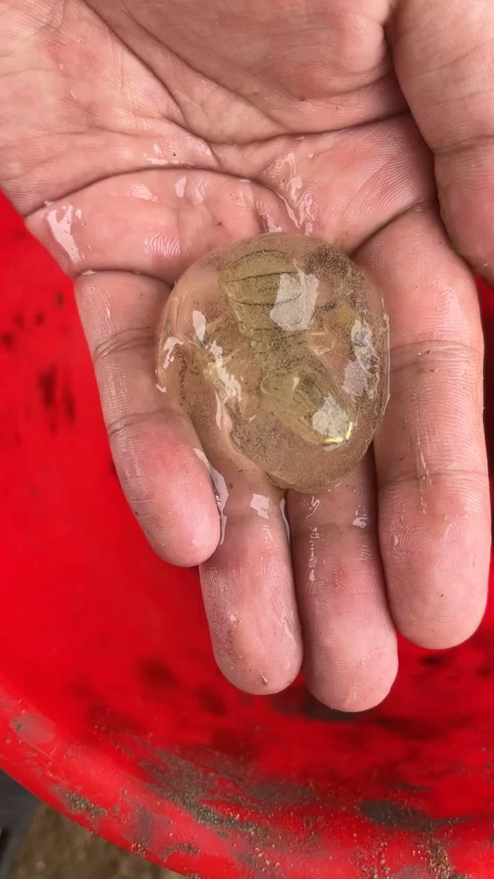 皮皮虾怎么在卵里