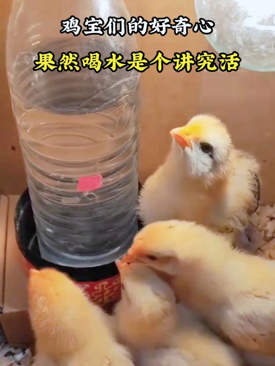鸡宝们的好奇心,果然喝水是个讲究活