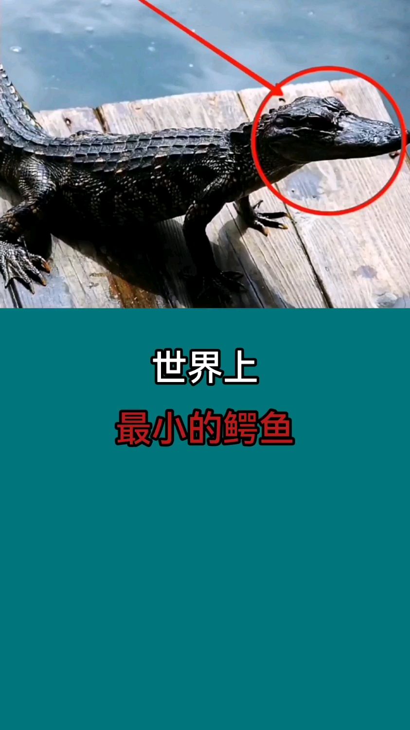 世界上,最小的鳄鱼