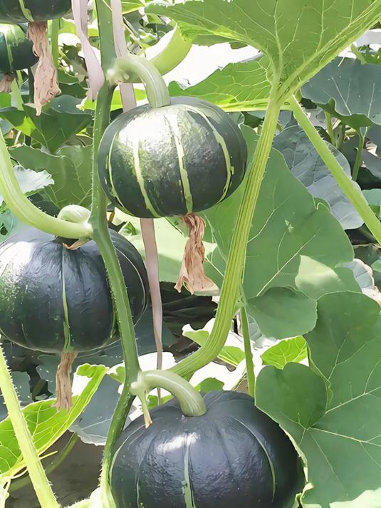 有没有一种蔬菜既能当盆栽观赏又能结出甜蜜果实?