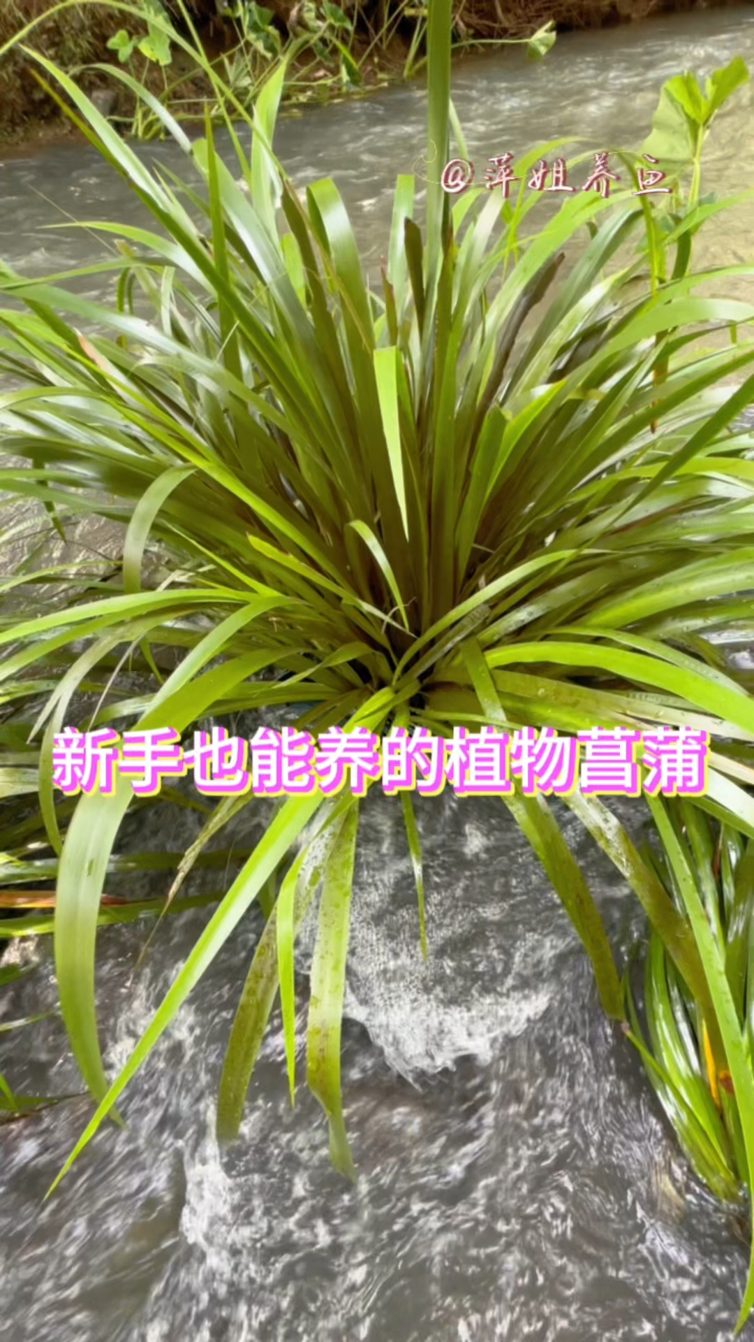 新手也能养的植物菖蒲,无需打理,有水就能活#水族 #鱼缸里的大自然 #观赏鱼