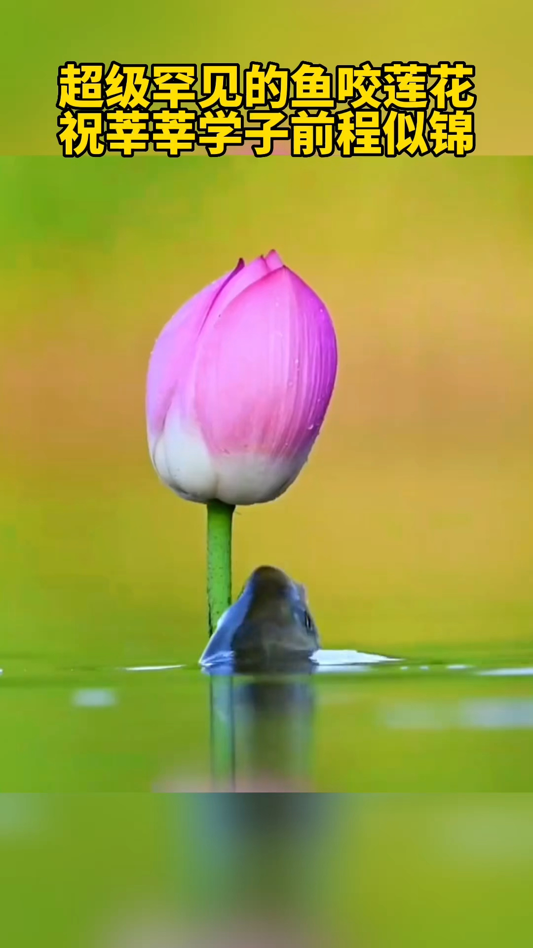 超级罕见的鱼咬莲花,祝莘莘学子前程似锦。
