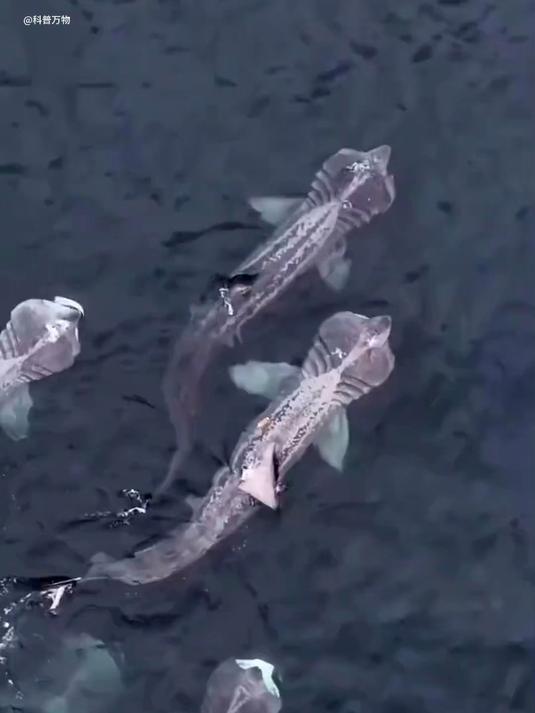 “由浅到深”这些奇奇怪怪的海洋生物，你都认识吗？