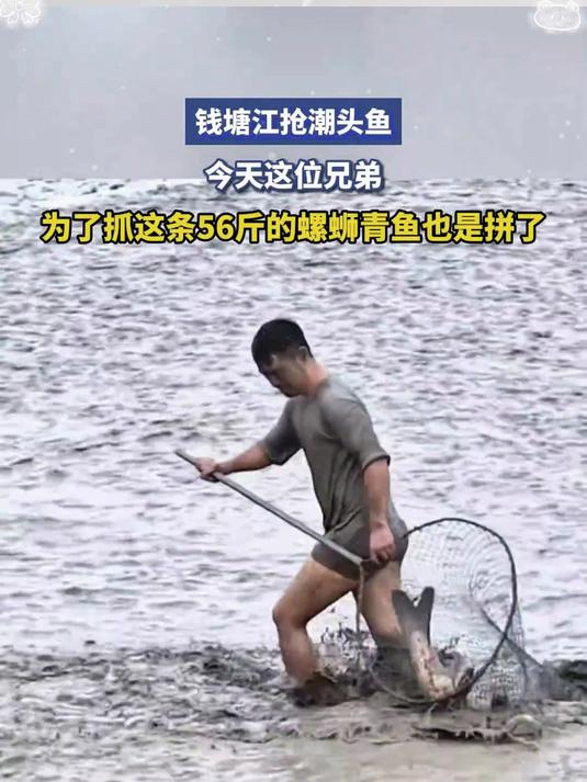 钱塘江抢潮头鱼,这位兄弟为抓这条56斤的螺蛳青鱼也是拼了