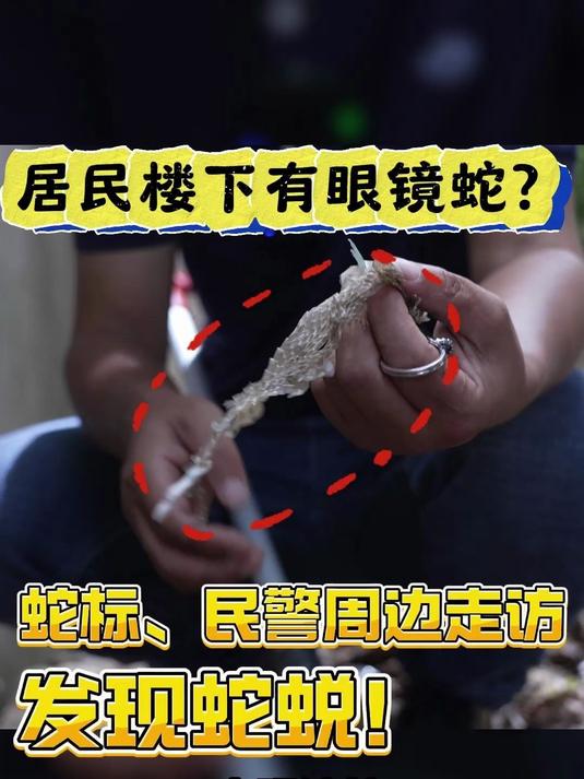 浙江温州,派出所宿舍,眼镜蛇出没!