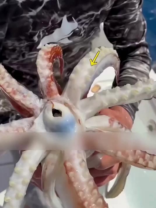 鱿鱼的牙齿有多锋利?