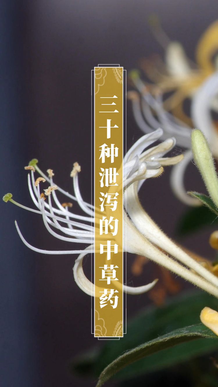 三十种泄泻的中草药