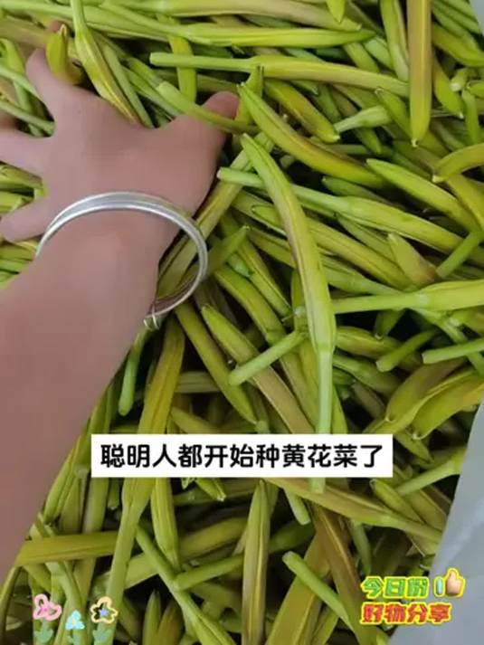 健康金针菜吃法多 煮汤炒肉凉拌都美味 营养下饭