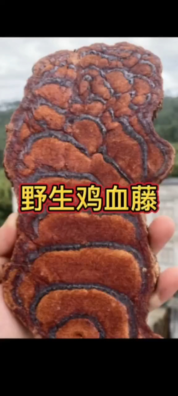 百年老藤,深山野生鸡血藤#鸡血藤  #传承中医文化 #土特产走出大山
