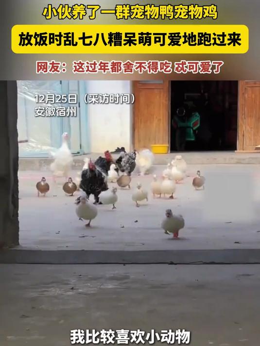 小伙养了一群宠物鸡鸭,放饭时一召唤就都跑过来了