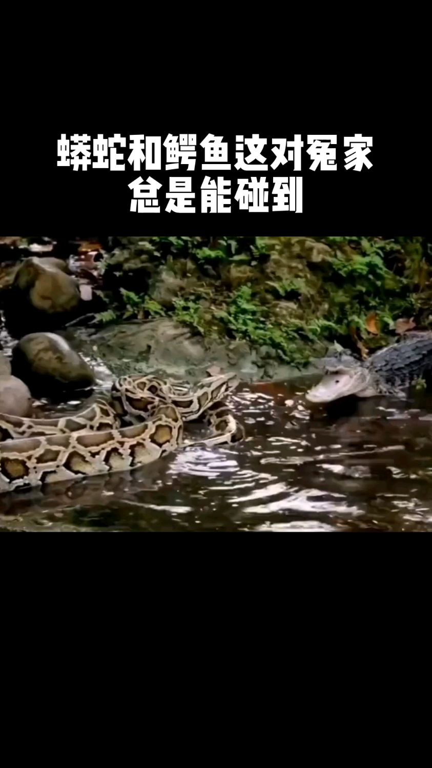 蟒蛇和鳄鱼,这对冤家总是能碰