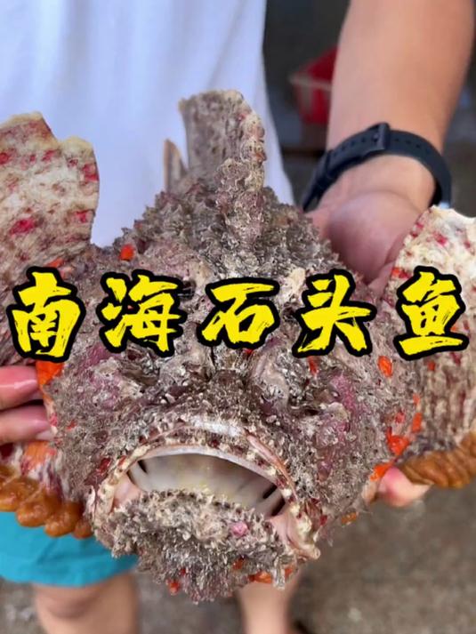 石头鱼别看它长得丑,但是肉质鲜嫩爽口,味道非常棒