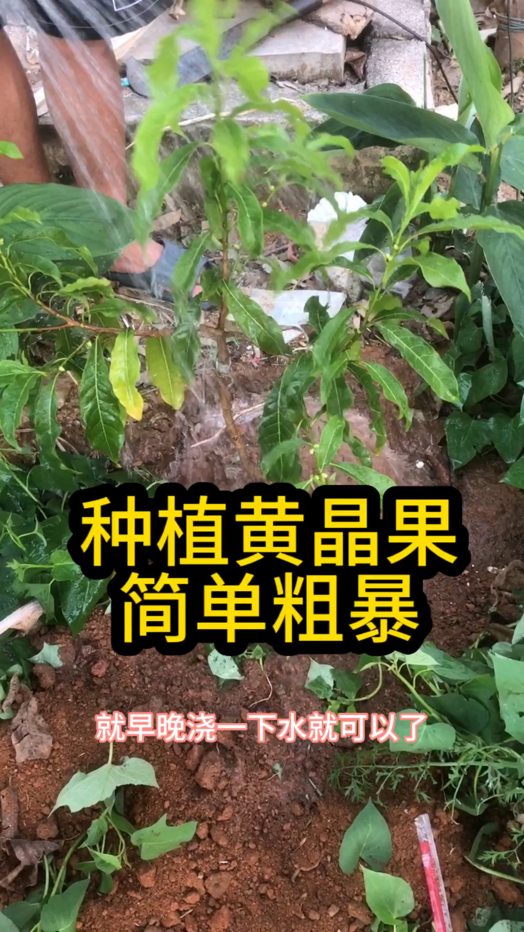 如何把一棵黄晶果种植好呢?