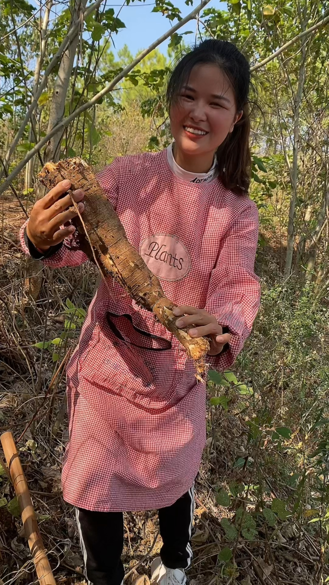 野生葛根用来煲排骨汤