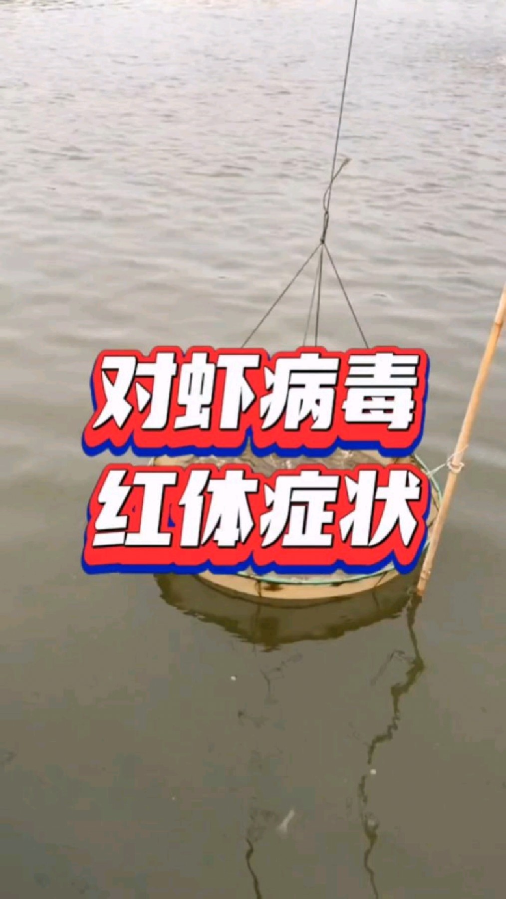 对虾病毒红体症状