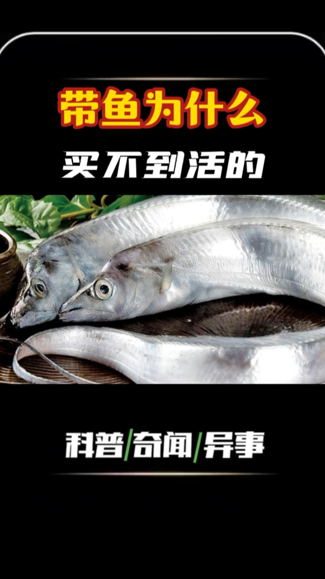 带鱼是我们常见的海鲜鱼类,为什么没有活体带鱼?