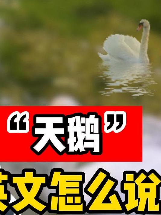 天鹅英文怎么说