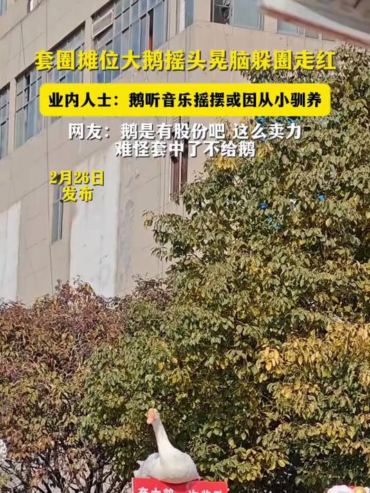 套圈摊位大鹅摇头晃脑躲圈走红