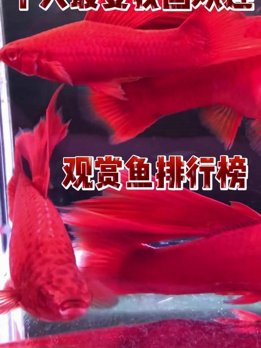 十大最受我国欢迎观赏鱼排行榜