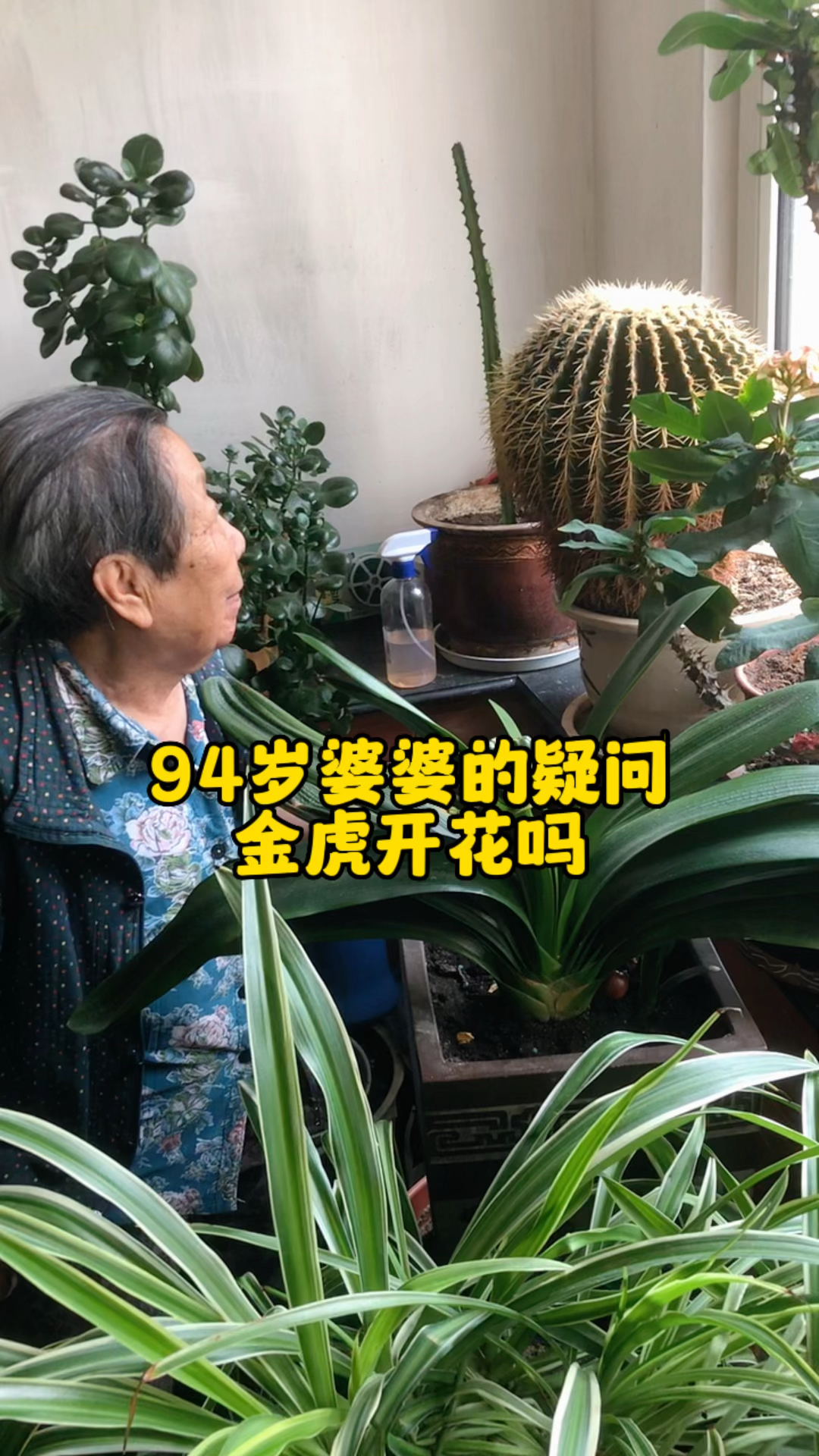 婆婆养了二十多年的金琥总不开花,心里一直有个疑问,这金琥到底开不开花,寻求答案