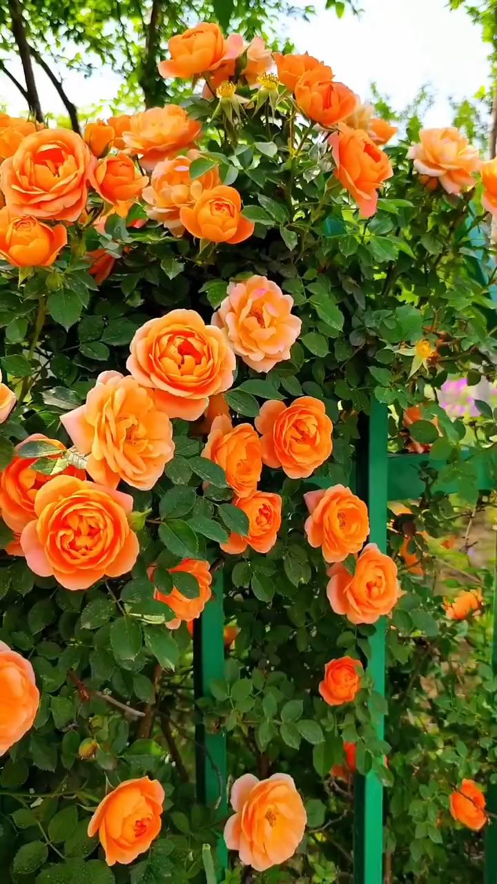 藤本月季蜂蜜焦糖花量多花期长多季循环开花