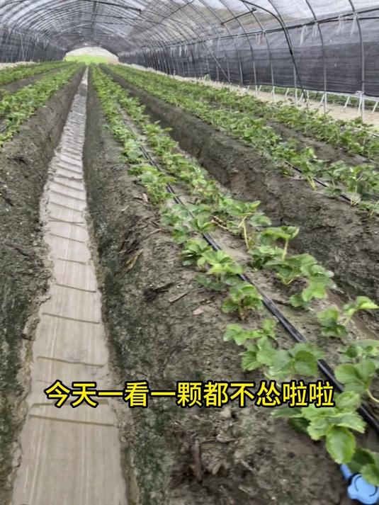草莓苗终于活了!一棵不落全立起,看着就长势旺!