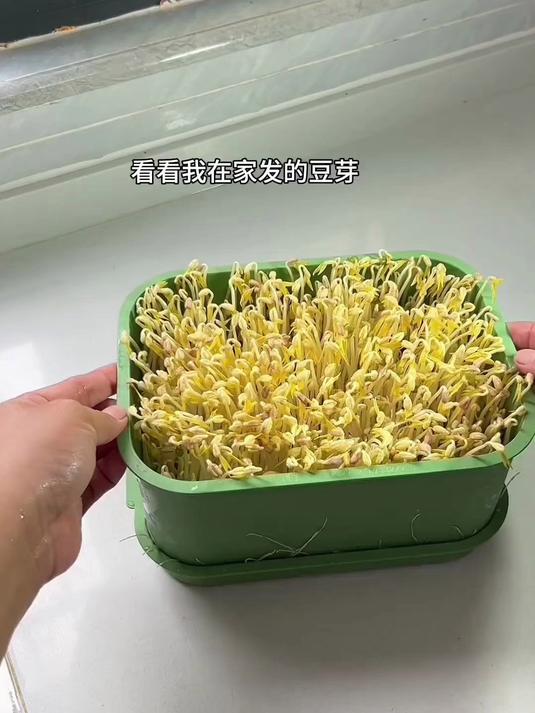 老人种菜乐趣多!每天观察生长过程