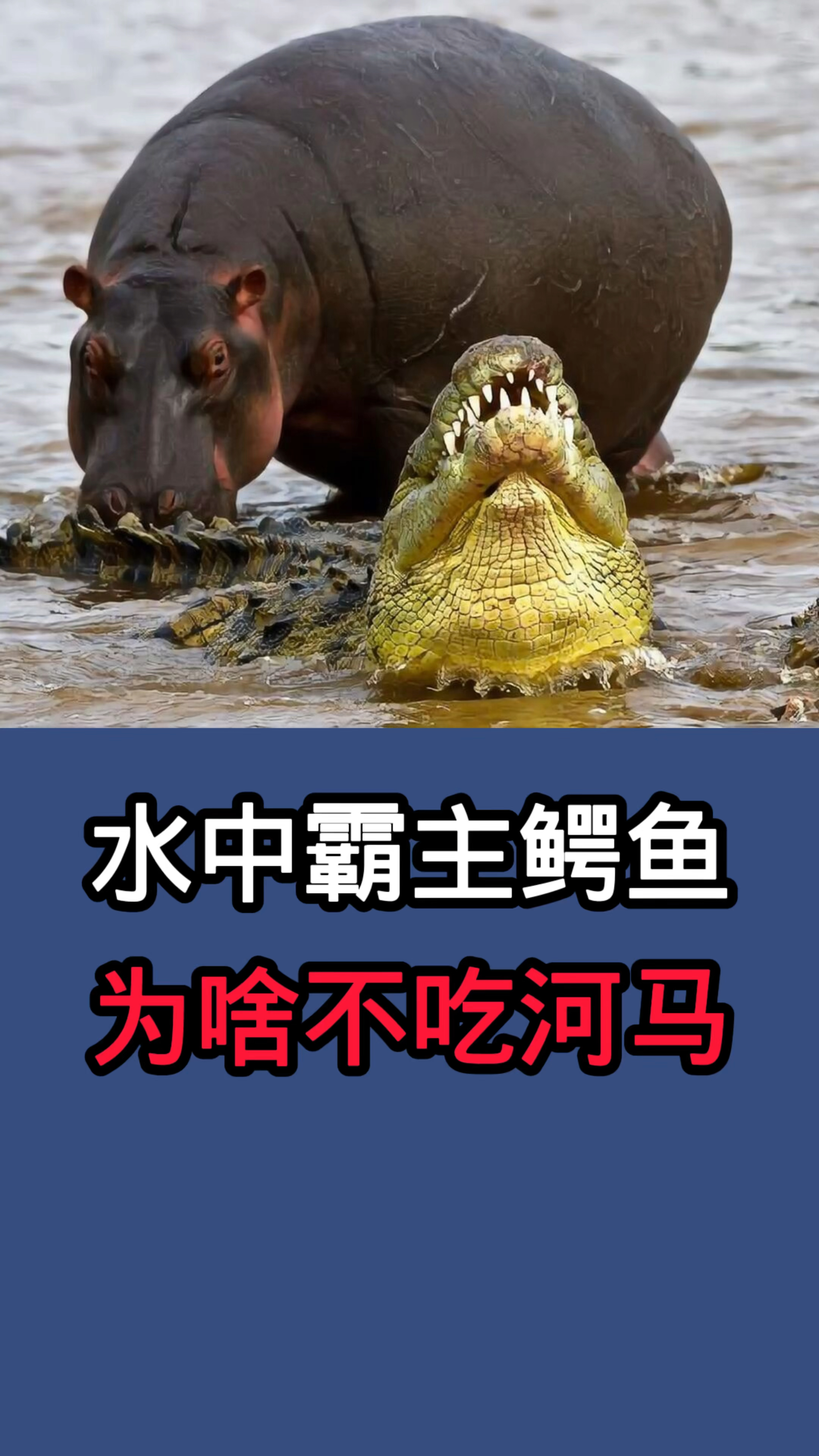 号称水中霸主的鳄鱼为什么不吃河马呢