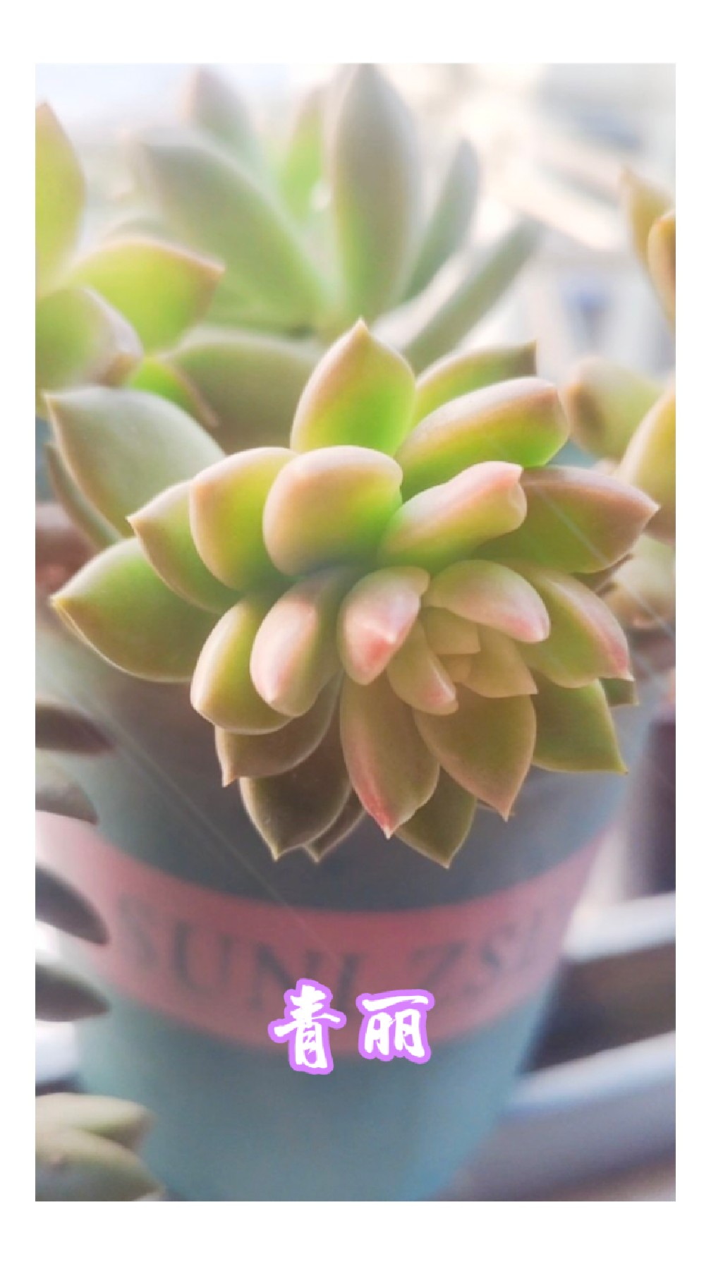 青丽和黄丽各有千秋,你喜欢谁?