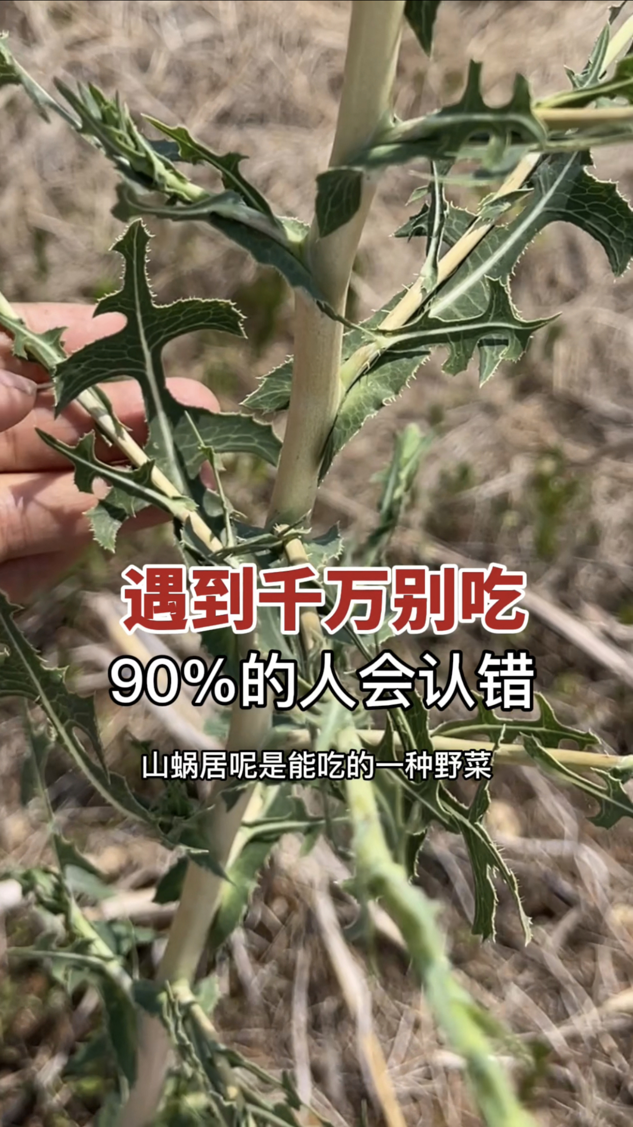 农村常见植物“野莴苣”！90%的人把它当成野菜，虽然很相似，如果遇到请尽快砍掉