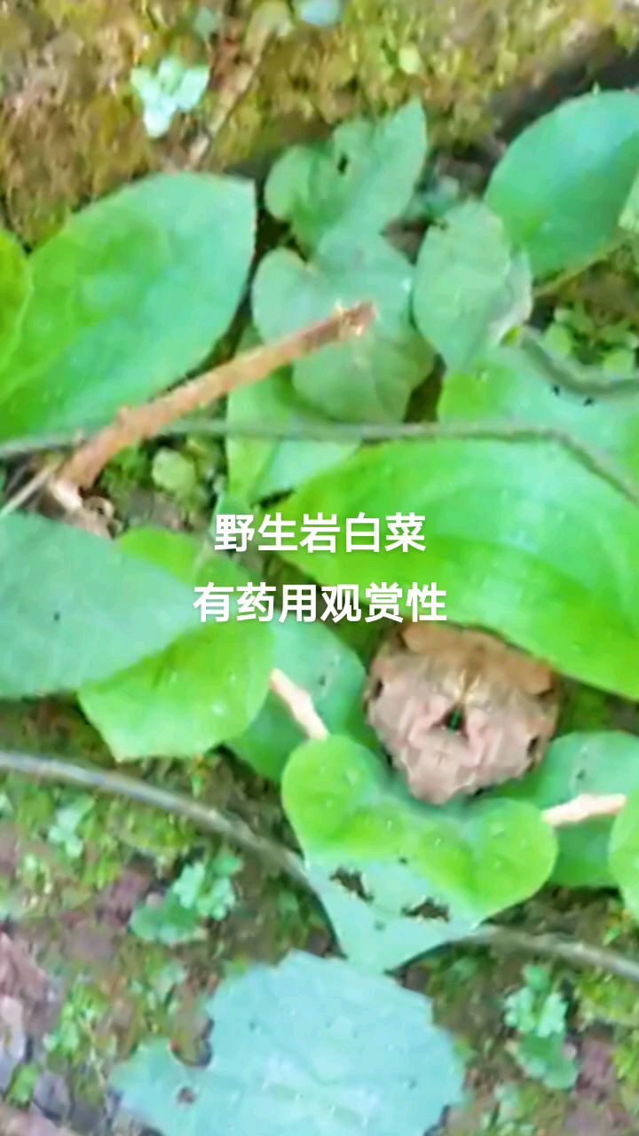 野生岩白菜,有药用、观赏性,你们家乡有生长吗?