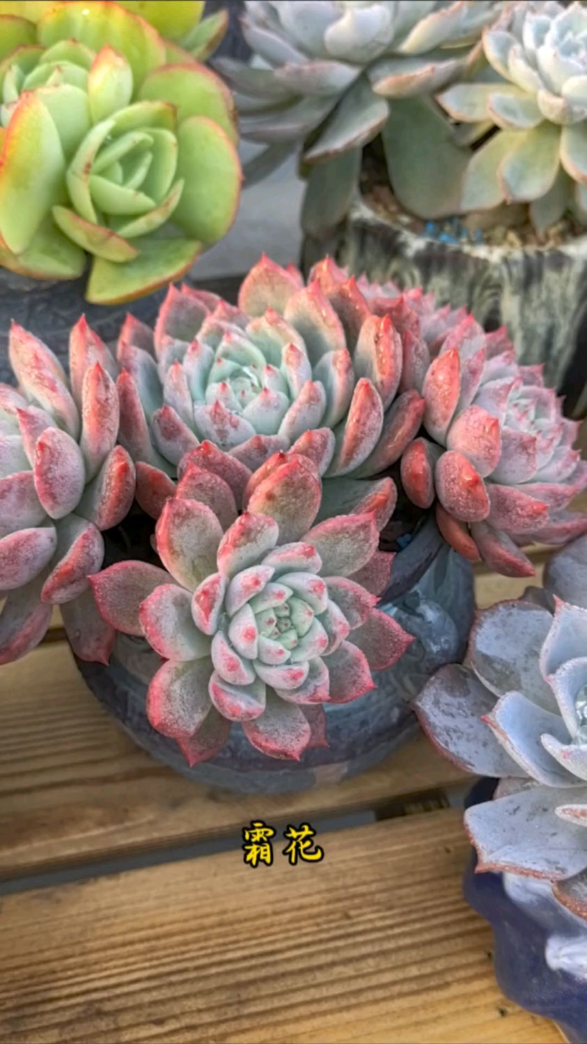 霜花是一款物美价廉的多肉品种,容易上色,爆仔能力强
