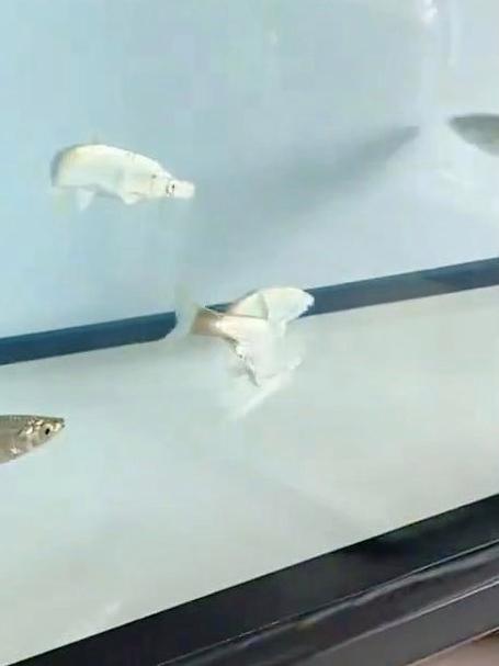 原生鱼的天花板