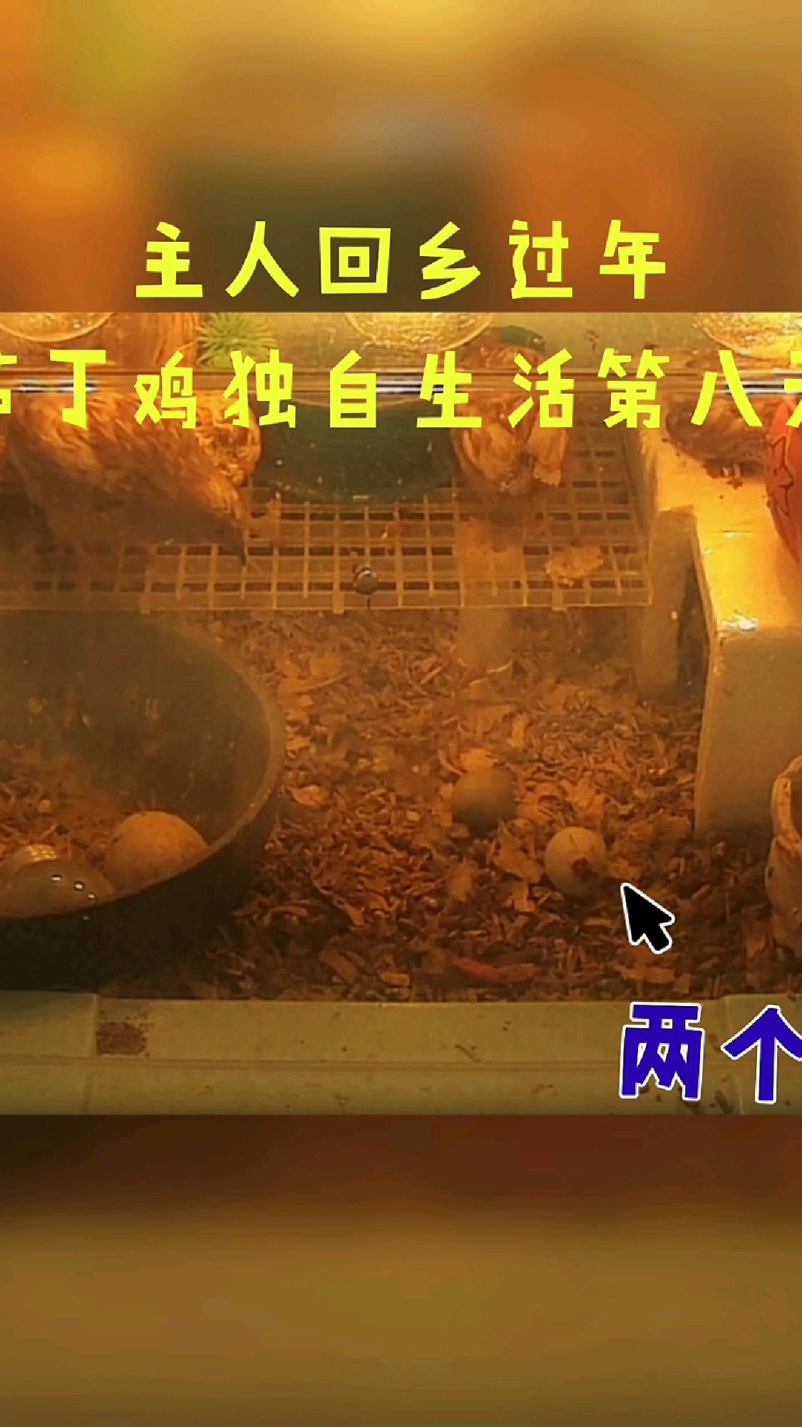 芦丁鸡开始下蛋了