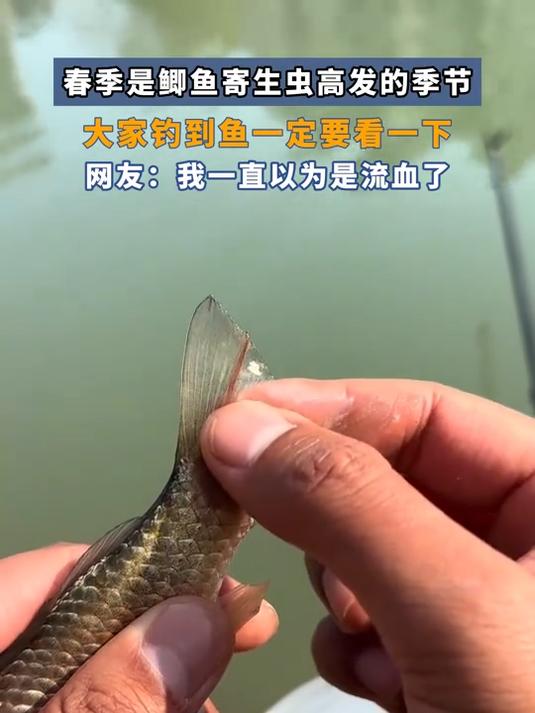 春季是鲫鱼寄生虫高发的季节,大家钓到鱼一定要看一下