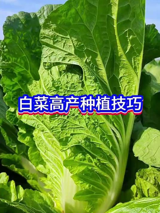 白菜高产种植管理技巧