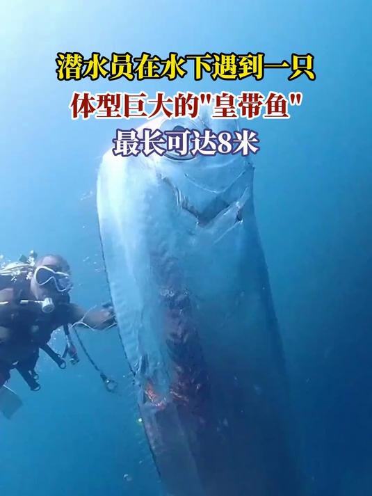 潜水员在水下遇到一只,体型巨大的皇带鱼,最长可达8米