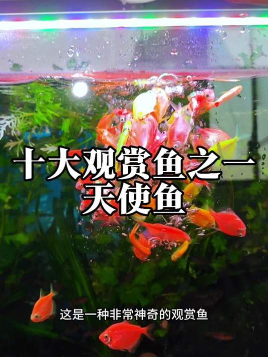 天使鱼:好看又好养 位列十大观赏鱼 真不错
